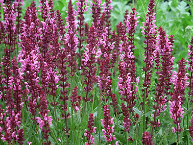 Salvia 'Pink Friesland'